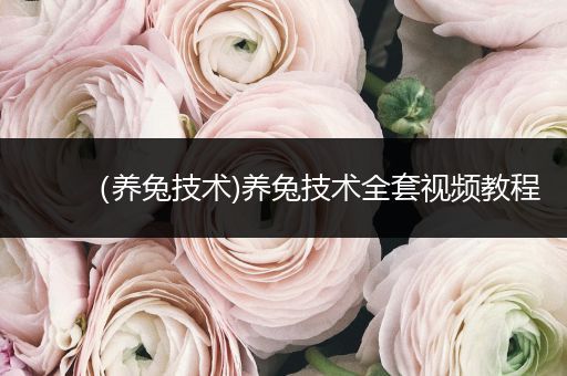 （養(yǎng)兔技術(shù))養(yǎng)兔技術(shù)全套視頻教程