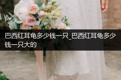 巴西紅耳龜多少錢一只_巴西紅耳龜多少錢一只大的