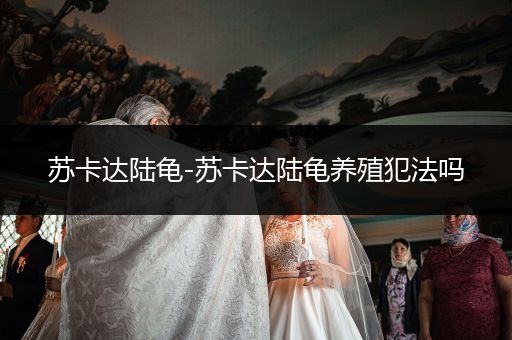 蘇卡達陸龜-蘇卡達陸龜養(yǎng)殖犯法嗎