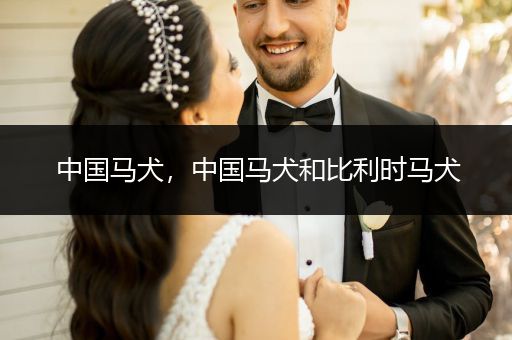 中國馬犬，中國馬犬和比利時馬犬