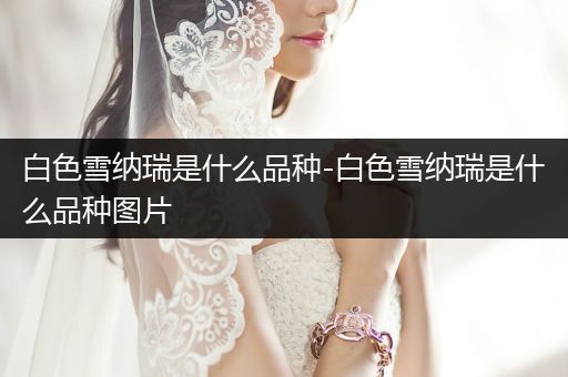 白色雪納瑞是什么品種-白色雪納瑞是什么品種圖片