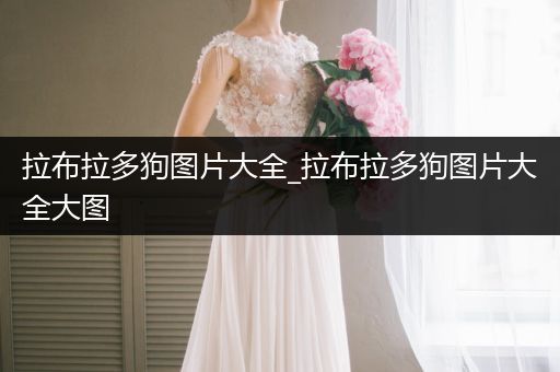 拉布拉多狗圖片大全_拉布拉多狗圖片大全大圖