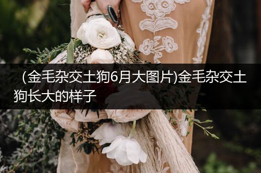 （金毛雜交土狗6月大圖片)金毛雜交土狗長大的樣子