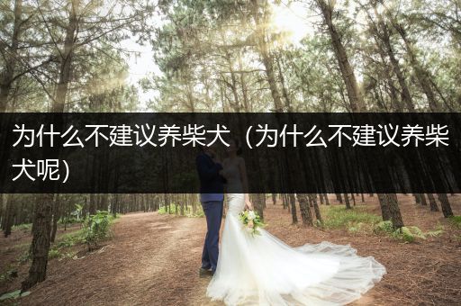 為什么不建議養(yǎng)柴犬（為什么不建議養(yǎng)柴犬呢）