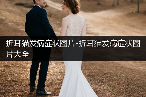 折耳貓發(fā)病癥狀圖片-折耳貓發(fā)病癥狀圖片大全