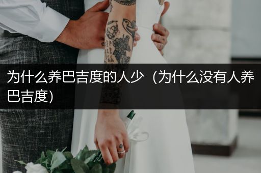 為什么養(yǎng)巴吉度的人少（為什么沒有人養(yǎng)巴吉度）