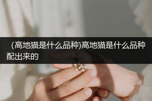 （高地貓是什么品種)高地貓是什么品種配出來的
