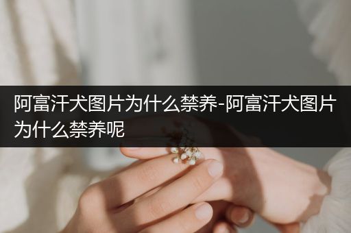 阿富汗犬圖片為什么禁養(yǎng)-阿富汗犬圖片為什么禁養(yǎng)呢