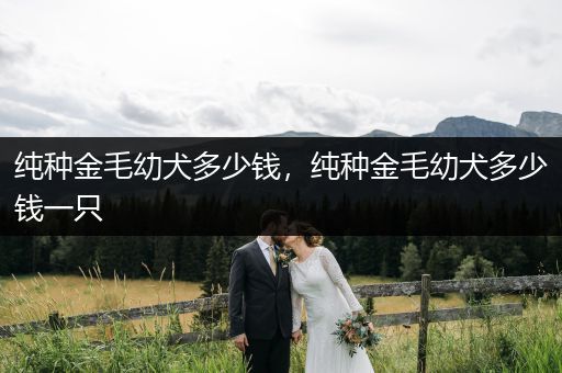 純種金毛幼犬多少錢，純種金毛幼犬多少錢一只