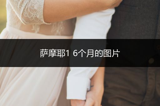 薩摩耶1 6個(gè)月的圖片