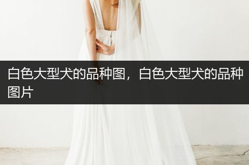 白色大型犬的品種圖，白色大型犬的品種圖片