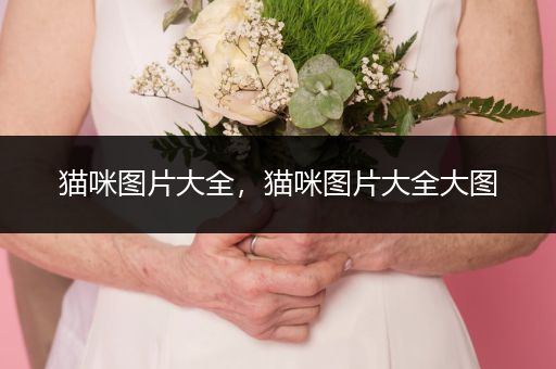 貓咪圖片大全，貓咪圖片大全大圖