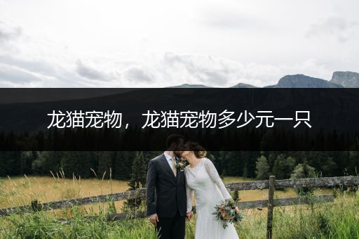 龍貓寵物，龍貓寵物多少元一只