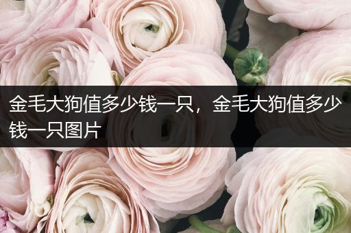 金毛大狗值多少錢一只，金毛大狗值多少錢一只圖片