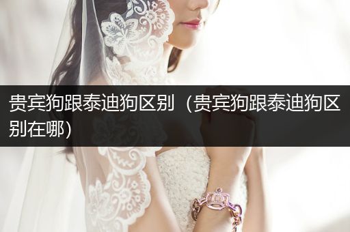 貴賓狗跟泰迪狗區(qū)別（貴賓狗跟泰迪狗區(qū)別在哪）