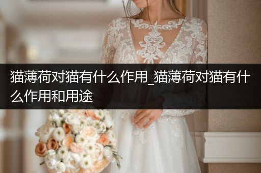 貓薄荷對(duì)貓有什么作用_貓薄荷對(duì)貓有什么作用和用途