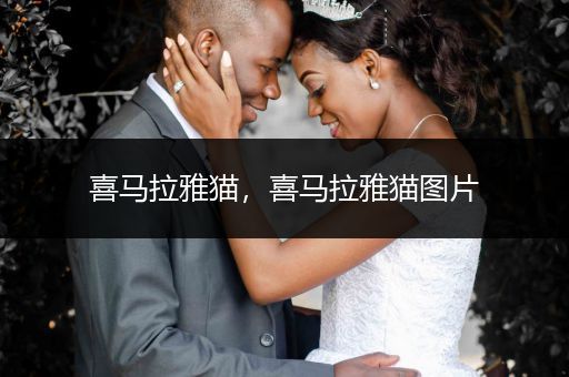 喜馬拉雅貓，喜馬拉雅貓圖片