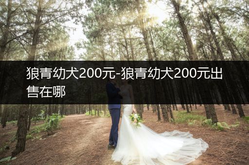 狼青幼犬200元-狼青幼犬200元出售在哪