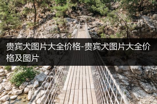 貴賓犬圖片大全價(jià)格-貴賓犬圖片大全價(jià)格及圖片