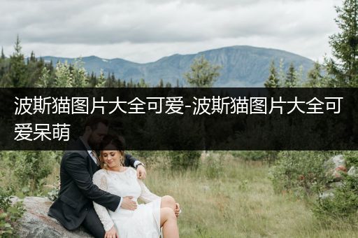 波斯貓圖片大全可愛-波斯貓圖片大全可愛呆萌