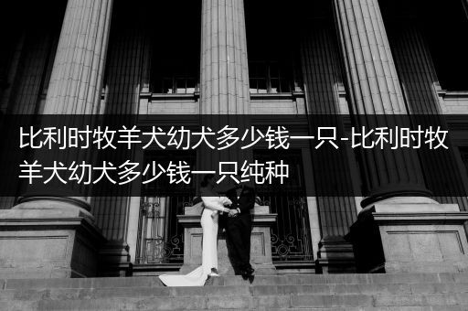 比利時(shí)牧羊犬幼犬多少錢一只-比利時(shí)牧羊犬幼犬多少錢一只純種