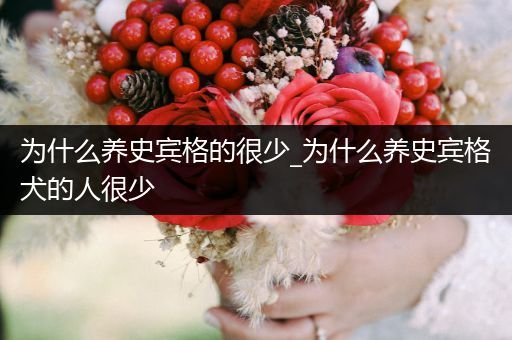 為什么養(yǎng)史賓格的很少_為什么養(yǎng)史賓格犬的人很少