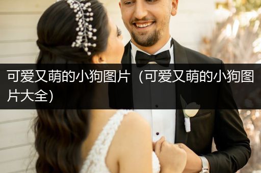可愛又萌的小狗圖片（可愛又萌的小狗圖片大全）