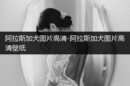 阿拉斯加犬圖片高清-阿拉斯加犬圖片高清壁紙