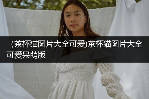 （茶杯貓圖片大全可愛(ài))茶杯貓圖片大全可愛(ài)呆萌版