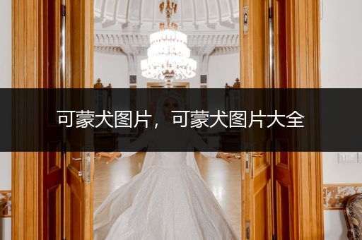 可蒙犬圖片，可蒙犬圖片大全