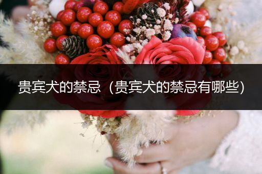 貴賓犬的禁忌（貴賓犬的禁忌有哪些）