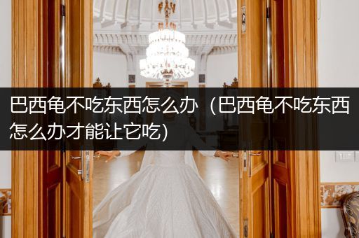 巴西龜不吃東西怎么辦（巴西龜不吃東西怎么辦才能讓它吃）