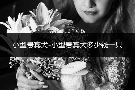 小型貴賓犬-小型貴賓犬多少錢一只