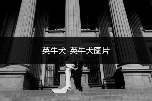 英牛犬-英牛犬圖片