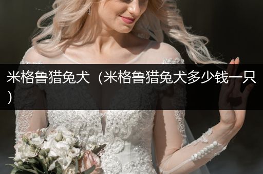 米格魯獵兔犬（米格魯獵兔犬多少錢一只）
