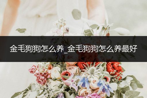 金毛狗狗怎么養(yǎng)_金毛狗狗怎么養(yǎng)最好