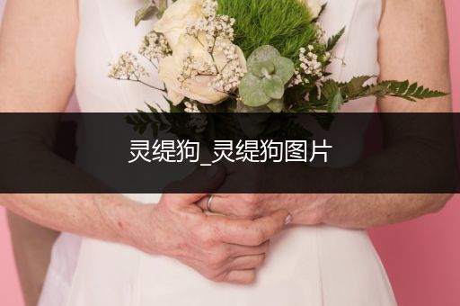 靈緹狗_靈緹狗圖片