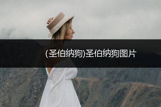 （圣伯納狗)圣伯納狗圖片