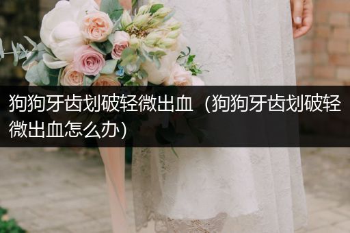 狗狗牙齒劃破輕微出血（狗狗牙齒劃破輕微出血怎么辦）