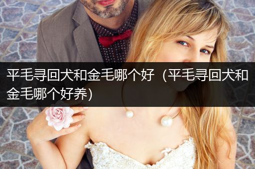 平毛尋回犬和金毛哪個(gè)好（平毛尋回犬和金毛哪個(gè)好養(yǎng)）