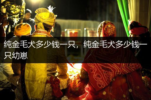 純金毛犬多少錢一只，純金毛犬多少錢一只幼崽