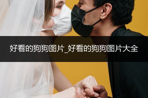 好看的狗狗圖片_好看的狗狗圖片大全