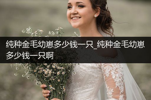 純種金毛幼崽多少錢一只_純種金毛幼崽多少錢一只啊