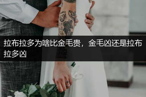 拉布拉多為啥比金毛貴，金毛兇還是拉布拉多兇