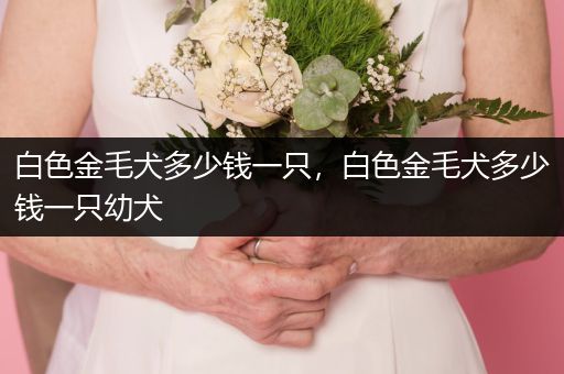 白色金毛犬多少錢一只，白色金毛犬多少錢一只幼犬