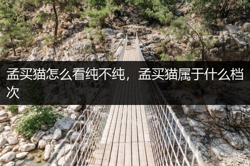 孟買貓怎么看純不純，孟買貓屬于什么檔次