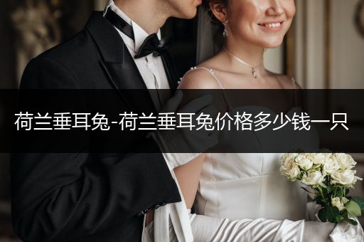 荷蘭垂耳兔-荷蘭垂耳兔價格多少錢一只