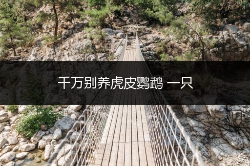 千萬別養(yǎng)虎皮鸚鵡 一只