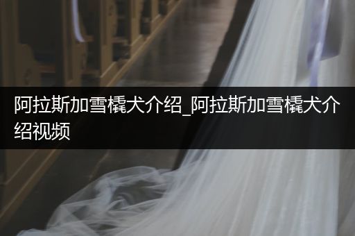 阿拉斯加雪橇犬介紹_阿拉斯加雪橇犬介紹視頻