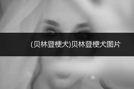 （貝林登梗犬)貝林登梗犬圖片